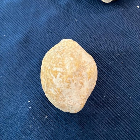 Lot of 3 Fossilized Sea Shells - Picture 5 of 8